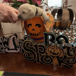 Golden Retriever Puppies from Tupelo Honey Farm's Golden Retrievers