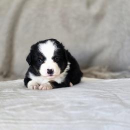 Cashew - Black tri female Miniature Australian Shepherd puppy in Killen, Alabama from Wilkers Wholehearted Mini Aussies