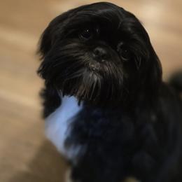 Toby - Shih Tzu