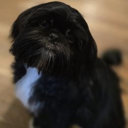Toby - Shih Tzu