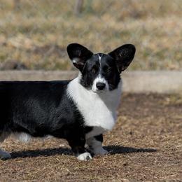 Ursula Iz Sozvezdiya - Cardigan Welsh Corgi
