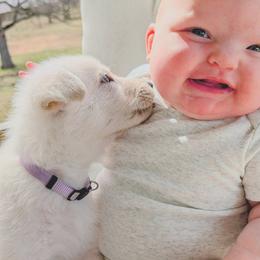 German Shepherd Puppies from Haven Farm