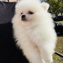 Theodor - White male Pomeranian puppy in St. Louis, Missouri from Saint Louis Pomeranian babies