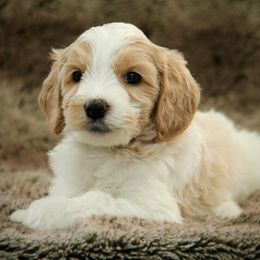 Olaf - Apricot male Australian Labradoodle puppy in Stanwood, Washington from Victoria Creek Australian Labradoodles