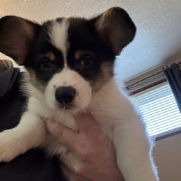 Monkey, pink collar - Black and tan male Pembroke Welsh Corgi puppy in Gresham, Oregon from Simply loved corgis