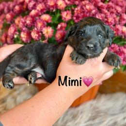 Mimi - Black phantom female Aussiedoodle puppy in Lancaster, Minnesota from Finney Ranch