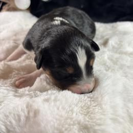 Black 2 - Black tri-color male Australian Shepherd puppy in Loganville, Georgia from Howell Aussies