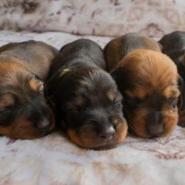 Dachshund Puppies from HighStyle Dachshunds