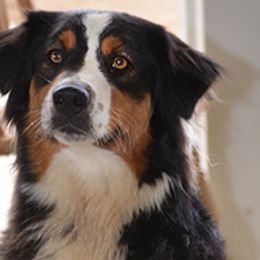 Kindle - Australian Shepherd