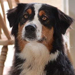 Kindle - Australian Shepherd