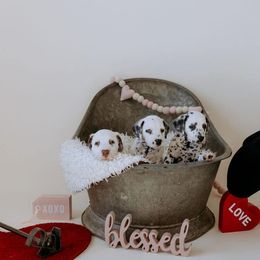 Basset Hound and Dalmatian Puppies from Lazy B Bassets and Dalmatians