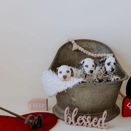 Basset Hound and Dalmatian Puppies from Lazy B Bassets and Dalmatians