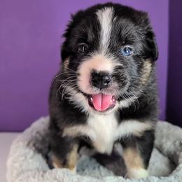 Raven3Boy2- BTM,LONGtail,AKC,OFAs,Genetics - Black tri-color male Australian Shepherd puppy in South Hill, Virginia from Silverside Aussies LLC