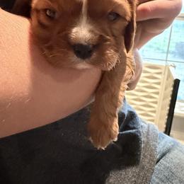 Cavalier King Charles Spaniel Puppies from 5dubs Cavaliers