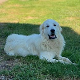 Great Pyrenees and Poodles from Storm Valley Puppies