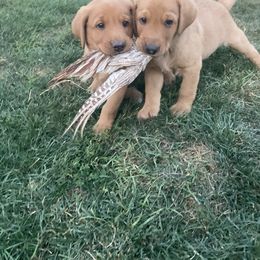 Labrador Retriever Puppies from Westbrook UK Labs