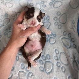 Puddles - Chocolate and white male Chihuahua puppy in Wakarusa, Indiana from My Fuzzy Chihuahuas