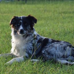 Australian Shepherds from Criollo Australian Shepherds