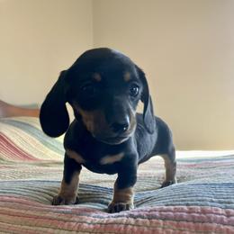 Emma - Black and tan female Dachshund puppy in Brave, Pennsylvania from Small Tales Farm