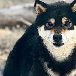 Lyla - Shiba Inu