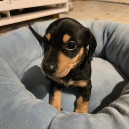 AKC  Alfalfa - Black and tan male Dachshund puppy in Onalaska, Texas from Weenies on the Lake