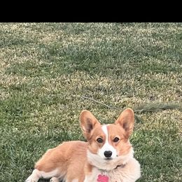 Ivy - Pembroke Welsh Corgi
