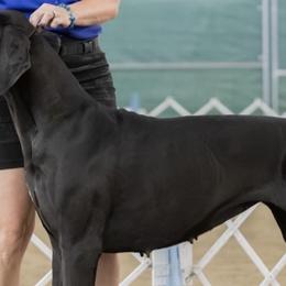 Great Danes from Super Nova Danes