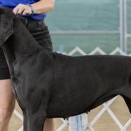 Great Danes from Super Nova Danes