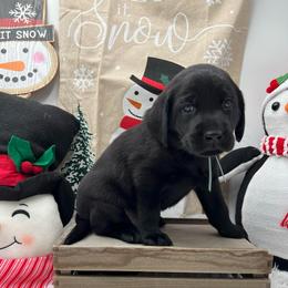 Light Blue - Black male Labrador Retriever puppy in Heath Springs, South Carolina from Rich Hill Retrievers