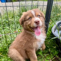 Nectar - Red tri-color male Australian Shepherd puppy in Camas, Washington from Sayre Australian Shepherds