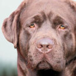 Labrador Retrievers from van Dalen Labradors