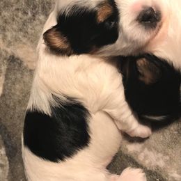 Biewer Terrier Puppies from Lpc Biewer Terriers