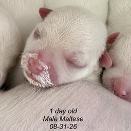 Maltese puppies from Chez Lexi Kennels