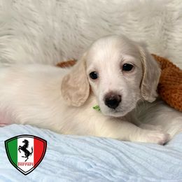 Ferrari - Piebald Dachshund puppy in Murfreesboro, Tennessee from Kimbrie's Dream Cream Doxies