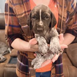 Calliope - Liver and white female German Shorthaired Pointer puppy in Plymouth, Wisconsin from Oak Country GSP's