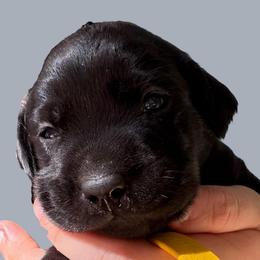 Cheyanne - Black female Labrador Retriever puppy in Grants Pass, Oregon from KnR Antler Dogs ~ Labrador Retrievers & Corgis