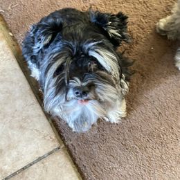 Andre - Miniature Schnauzer