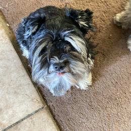 Andre - Miniature Schnauzer