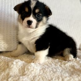 Val - Black and tan Pembroke Welsh Corgi puppy in Inola, Oklahoma from Pine Lane Pembrokes