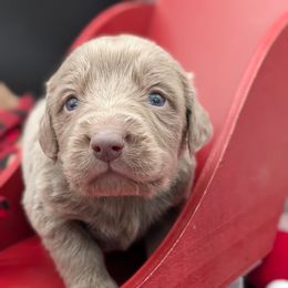 Dancer - male Long Haired Weimaraner puppy in Evart, Michigan from Drehbar Weimaraners