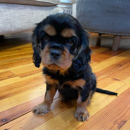 Cavalier King Charles Spaniel Puppies from Carter Woods Cavaliers