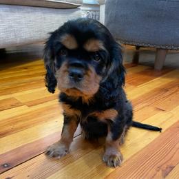 Cavalier King Charles Spaniel Puppies from Carter Woods Cavaliers
