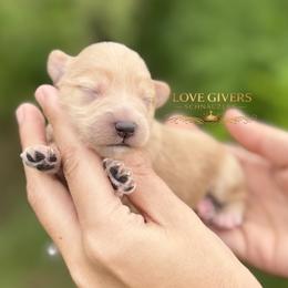 AKC Wheaten Boy 2 - Wheaten male Miniature Schnauzer puppy in Lake Placid, Florida from Love Giver Schnauzers