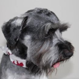 Cash - Miniature Schnauzer