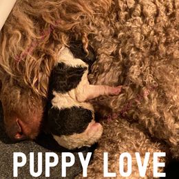 Poodle Puppies from Rosegold Poodles