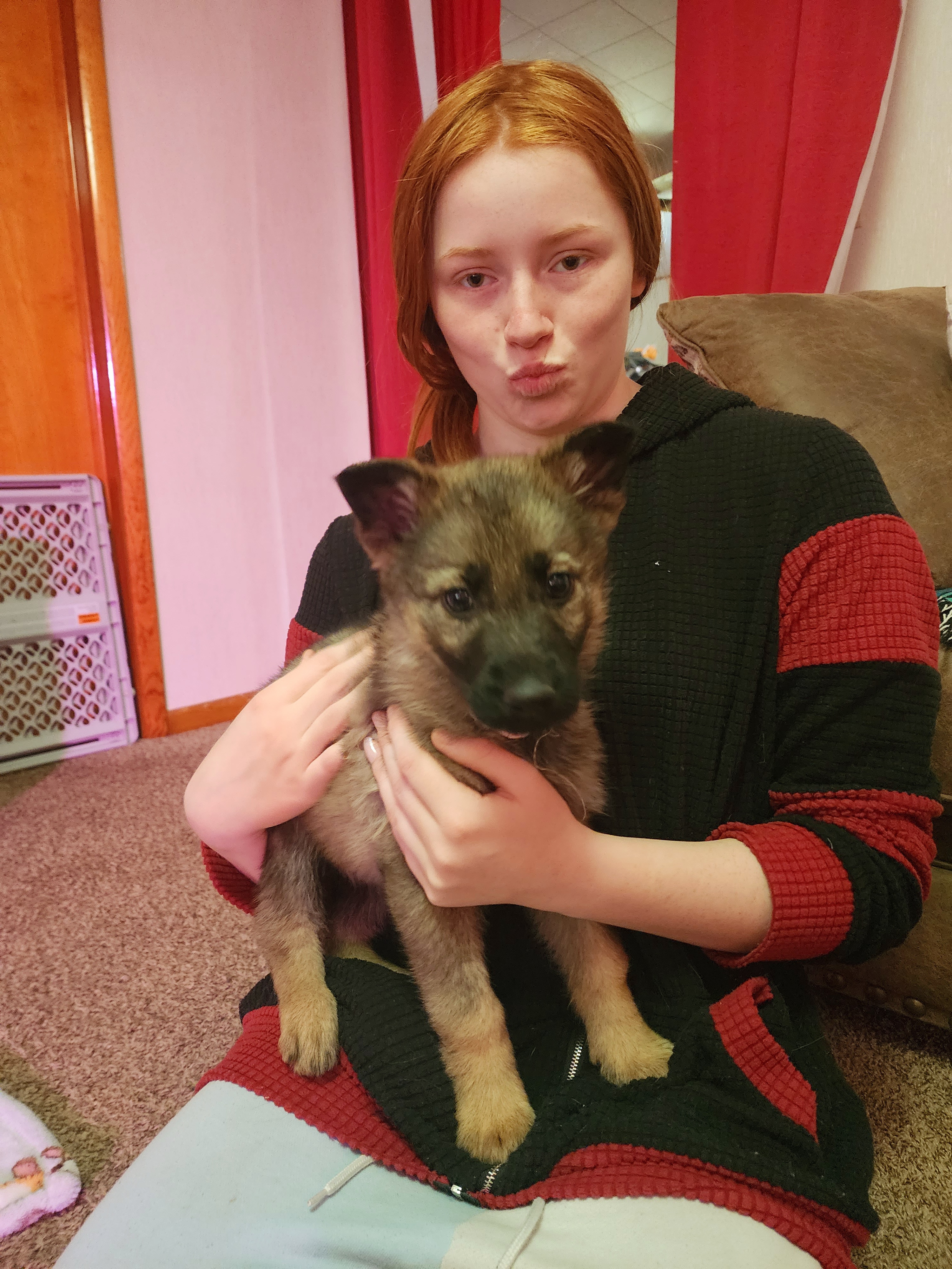 German Shepherd and Pembroke Welsh Corgi Puppies from Tiny Titans K9