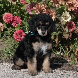 Poodle Puppies from Antigua Standard Poodles