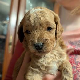 Mini - Apricot female Goldendoodle puppy in Panama, New York from Goldendoodles from Goshen Blessings