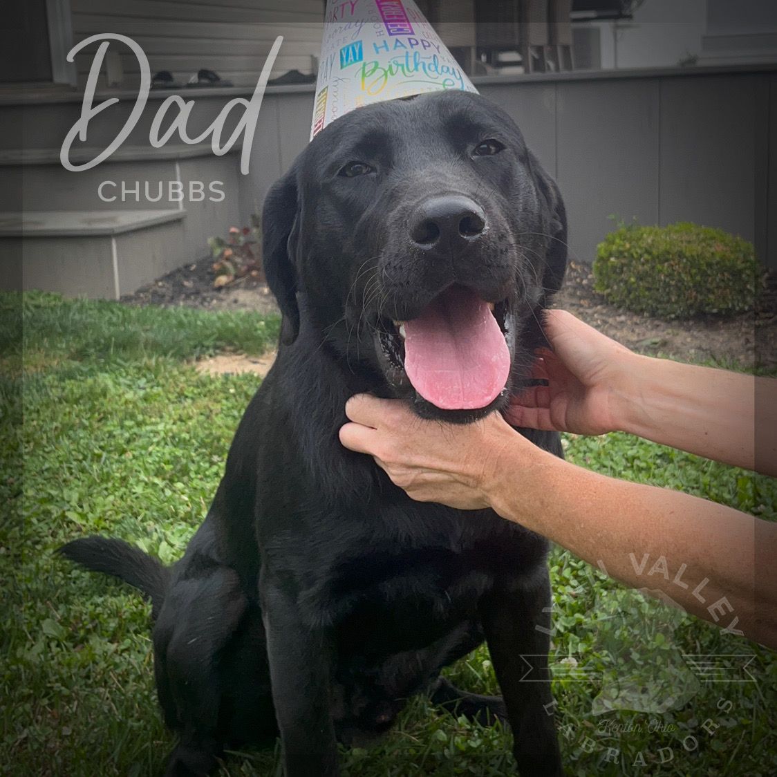 Lynn Valley Labradors in Ohio Labrador Retriever and Dilute Retriever