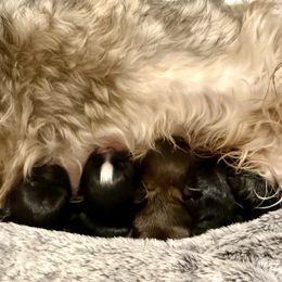 Shih Tzu puppies from Furbourne Farms